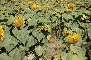 Sonnenblumen wachsen auf ein kollektiv Bauernhof Feld im Nord Israel. foto