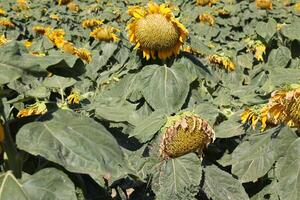 Sonnenblumen wachsen auf ein kollektiv Bauernhof Feld im Nord Israel. foto