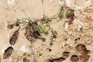 Grün Pflanzen und Blumen wachsen auf das Steine. foto