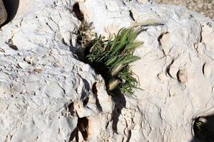 Grün Pflanzen und Blumen wachsen auf das Steine. foto