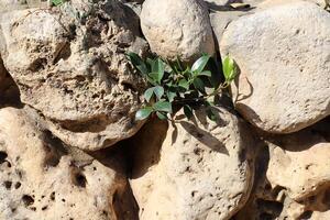 Grün Pflanzen und Blumen wachsen auf das Steine. foto