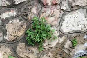 Grün Pflanzen und Blumen wachsen auf das Steine. foto