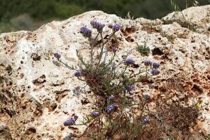 Grün Pflanzen und Blumen wachsen auf das Steine. foto