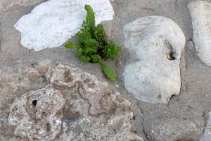 Grün Pflanzen und Blumen wachsen auf das Steine. foto