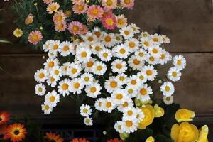 Blumen im ein Stadt Park auf das Ufer von das Mittelmeer Meer. foto