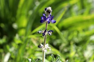 Blumen im ein Stadt Park auf das Ufer von das Mittelmeer Meer. foto