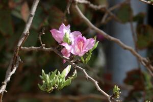 Blumen im ein Stadt Park auf das Ufer von das Mittelmeer Meer. foto