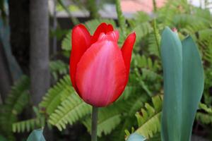 Blumen im ein Stadt Park auf das Ufer von das Mittelmeer Meer. foto