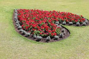 Blumen im ein Stadt Park auf das Ufer von das Mittelmeer Meer. foto