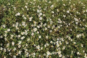 Blumen im ein Stadt Park auf das Ufer von das Mittelmeer Meer. foto