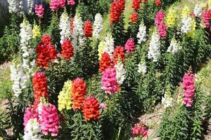 Blumen im ein Stadt Park auf das Ufer von das Mittelmeer Meer. foto