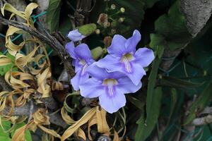 Blumen im ein Stadt Park auf das Ufer von das Mittelmeer Meer. foto