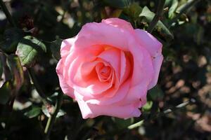 Blumen im ein Stadt Park auf das Ufer von das Mittelmeer Meer. foto