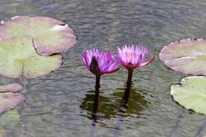 ein Wasser Lilie wächst im ein frisch Wasser Teich. foto