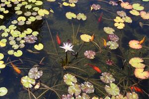 ein Wasser Lilie wächst im ein frisch Wasser Teich. foto