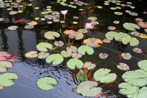 ein Wasser Lilie wächst im ein frisch Wasser Teich. foto