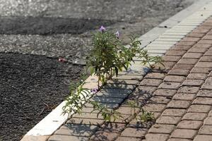 Grün Pflanzen und Blumen wachsen auf das Fahrbahn und Bürgersteig. foto