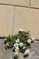 Grün Pflanzen und Blumen wachsen auf das Fahrbahn und Bürgersteig. foto