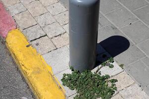 Grün Pflanzen und Blumen wachsen auf das Fahrbahn und Bürgersteig. foto