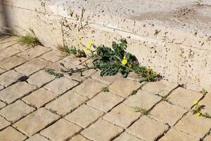 Grün Pflanzen und Blumen wachsen auf das Fahrbahn und Bürgersteig. foto