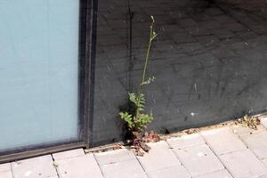 Grün Pflanzen und Blumen wachsen auf das Fahrbahn und Bürgersteig. foto