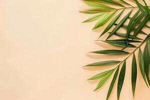 Foto frisch Palme Blätter auf Beige Hintergrund