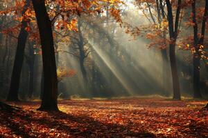 Foto Sonnenlicht Vorbeigehen durch Herbst Bäume