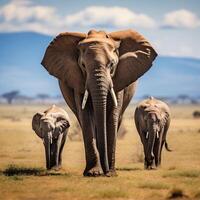 Foto Elefanten im Amboseli National Park Kenia Afrika