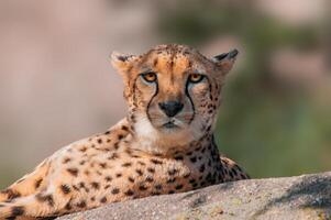 Gepard Lügen auf ein Stein und entspannt sich foto