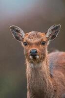 einer Porträt von ein jung ziemlich rot Hirsch Damhirschkuh foto