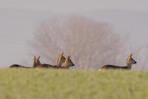 Gruppe von Rogen Hirsch im ein Feld im Herbst foto