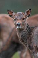 einer Porträt von ein jung ziemlich rot Hirsch Damhirschkuh foto