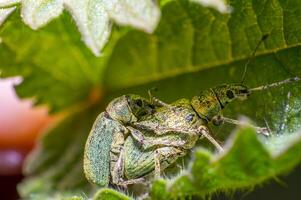 Grün golden Käfer im Natur Jahreszeit Wiese foto