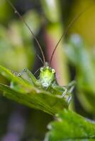 Heuschrecke beim Grün Stachelbeere Busch im meine Jahreszeit Garten foto