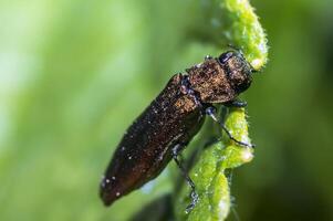 wenig braun Käfer auf Grün Blatt im das Jahreszeit Garten foto