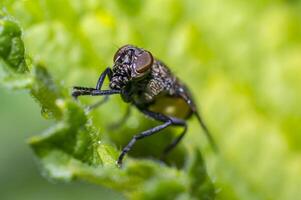 klein fliegen im Natur sieht aus mögen mit Gas Maske foto