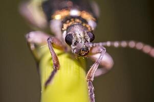 klein irisierend glänzend Käfer auf Klinge von Gras foto