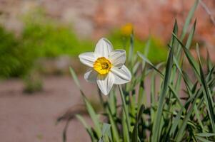 Frühling Blume im meine Sommer- Jahreszeit Garten foto