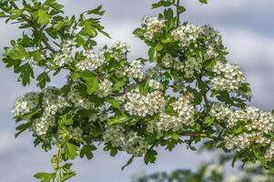 Pflaume blühen Ast im das Jahreszeit Garten foto