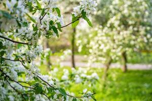 Blühen Birne Baum. Weiß üppig Blumen auf ein Birne Baum. Frühling Zeit im Prag, Europa. hoch Qualität Foto