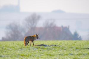 jung Fuchs beim ein Fuchs Höhle foto