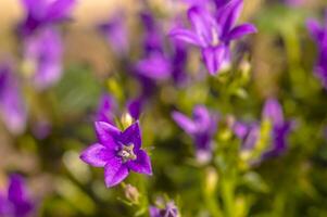 lila violett Ostern Blume Frühling blühen im meine Garten foto