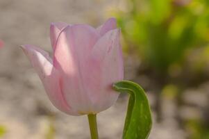 Frühling Blume im meine Sommer- Jahreszeit Garten foto