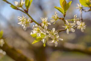 Frühling Blume im meine Sommer- Jahreszeit Garten foto