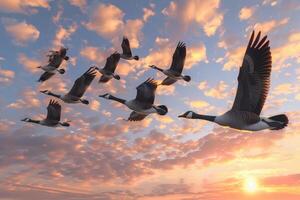 das anmutig Formation von migrieren Gänse foto