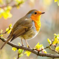 europäisch Robin thront auf ein Ast im Frühling Natur foto