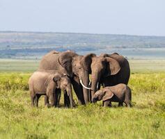 Elefantenfamilie in Afrika foto