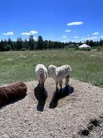 zwei Schaf sind Stehen im ein Feld mit ein braun Lama foto