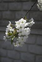 das blühen Geäst von Baum im Frühling. foto