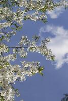 das blühen Geäst von Baum im Frühling. foto